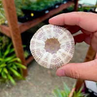 Belle coquille de spoutnik coquilles d'oursins naturelles côtières pour faire des ornements et des jouets de bricolage pour les enfants