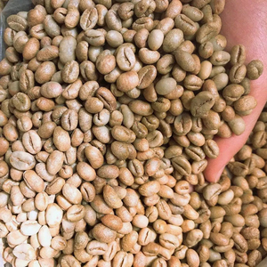 Café Vert Arabica Spécialité du Vietnam Grains Taille 16 Qualité Supérieure Nettoyé 0,1% de Brisure Noire Certifié ISO 22000 Marque TNFOOD - Product Image 1