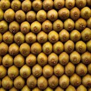 ซื้อผลไม้กีวีเพื่อสุขภาพสำหรับการจัดส่งทั่วโลก - Product Image 5