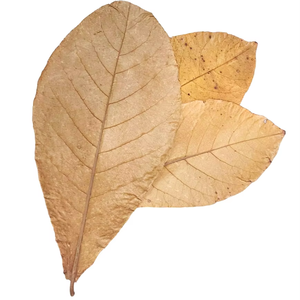Indian Almond Leaves Terminalia Catappa Size 26 to 30 cm / 10.2 to 11.8" with Pack of 250 Leaves for Aquarium - Product Image 1