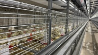 Cage d'élevage de poussins de type H, nettoyage automatique du fumier, double moteur, cage à volailles en acier galvanisé, poussins de 0 à 14 semaines
