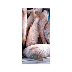 Offre Spéciale – Prix Avantageux – Vente en Gros de Poisson Congelé Capelines – Poisson Croaker Congelé à Vendre - Product Image 1