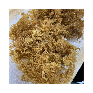 Mousses de varech en gros, approvisionnement en vrac, algues marines séchées de type Cottonii, Eucheuma, qualité alimentaire pour la fabrication de produits végétariens et végétaliens - Product Image 4