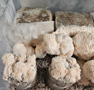 Aserrín para Cultivo de Hongos (Esterilizado) - Product Image 3