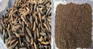 อาหารสัตว์เลี้ยงจาก Tay Ninh Vietnam ตัวอ่อนแมลงวันทหารสีดำแห้ง - Product Image 4