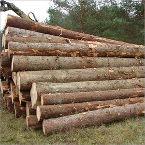 Spruce <b>Logs</b> - Product Image 2