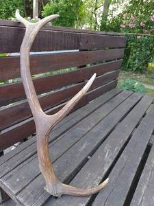 เขากวางแดงทั้งตัวพร้อมเขากวางเครื่องประดับจำนวนมาก - Product Image 6