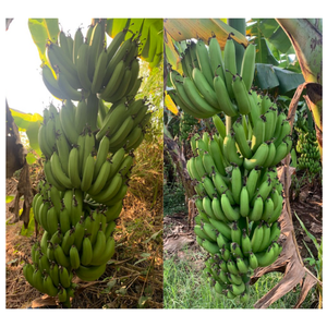 Fresh Cavendish Banana Sweet Fresh Fruit de Vietnam Perfecto para el envasado al por menor y cestas de frutas - Product Image 6