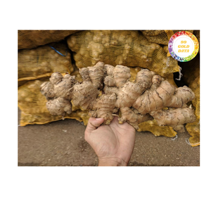 <b>Fresh</b> <b>Ginger</b> Vietnam Premium Natural Root Ingredient for Food Seasoning Culinary Flavor and Worldwide Wholesale Export Supply - Product Image 2