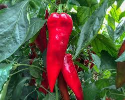 350 semi di semi di peperone rosso di pomodoro caldo del villaggio biologico sono il nostro regalo - Product Image 3
