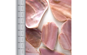 Pezzi di Conchiglia Naturale Lucidati Stile Animale per Artigianato, Frammenti di Conchiglie Naturali per Mosaici in Resina e Creazione di Gioielli - Product Image 5