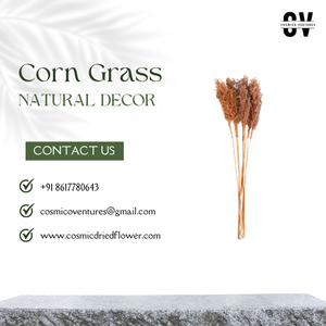 Décoration de maison de bonne qualité, écologique, durable, en herbe de maïs naturelle séchée indienne, pour la fête des pères, Halloween, la remise des diplômes - Product Image 3