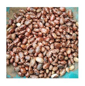 Graines de ricin au meilleur prix - Product Image 5