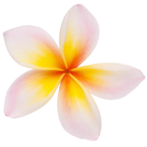 Aceites absolutos de Frangipani orgánicos puros de calidad garantizada para la piel y usos multiusos Fabricación en India Precios bajos - Product Image 3