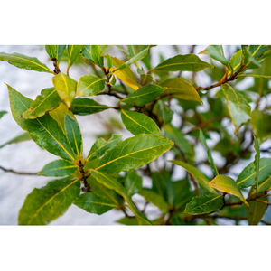 100% huile essentielle de feuille de laurier pure en gros huile essentielle de feuille de laurier en vrac huile essentielle de feuille de laurier naturelle et pure - Product Image 4