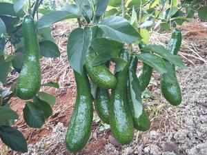 Fournisseur de feuilles d'avocat séchées de qualité alimentaire pour les acheteurs internationaux - Product Image 2