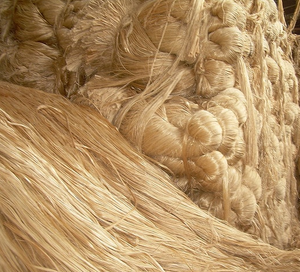 Fibra de piña natural | Fibra vegetal sostenible para textiles ecológicos, papel y productos biodegradables - Product Image 5