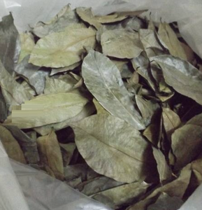 Hojas secas de Graviola Premium de Vietnam, ideales para infusión aromática y uso en la producción de té - Product Image 2