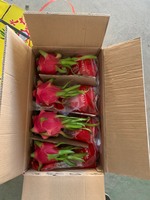 Volledig biologische rode drakenvrucht met wit-rood vruchtvlees, superlekker, frisse smaak, hoge kwaliteit voor export, goedkope prijs, Vietnam +84 379