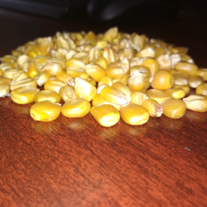 Maíz amarillo de gran calidad para alimentación animal disponible para exportación - Product Image 2