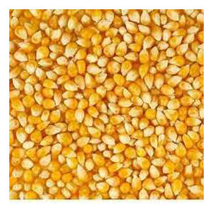 Maíz amarillo no Gmo de alta calidad, venta al por mayor de alto fabricante, nuevo mejor material con tarifa barata - Product Image 2