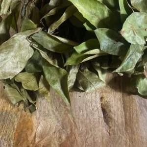 Feuilles de corossol entières vertes naturelles séchées biologiques pures de qualité supérieure pour tisane - Product Image 6