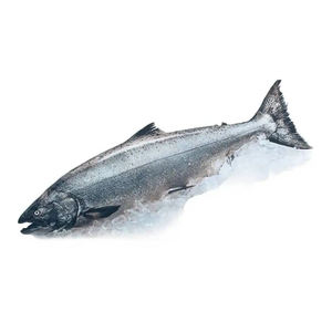 Filete al por mayor del Atlántico noruego, rosa de Chile redondo entero, pescado de salmón, pescado de salmón fresco congelado a la venta - Product Image 4