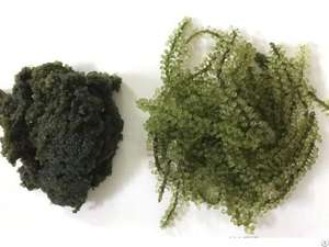 องุ่นทะเลอบแห้งออร์แกนิกจากเวียดนาม - Product Image 4