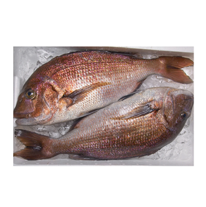Stock al por mayor disponible de pez red seabream congelado |   Pescado entero de branzo del Mar Rojo a precios de mayorista - Product Image 6