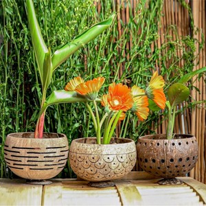 Thân Thiện Với Môi Vỏ Dừa Trồng Đứng Cho Trong Nhà & Ngoài Trời Làm Vườn Trang Trí Dừa Trồng Chậu Hoa Cây Tại Việt Nam - Product Image 5