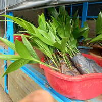 Palmier Areca vivant de qualité supérieure, plante tropicale à croissance rapide pour l'aménagement paysager intérieur et extérieur et la décoration intérieure