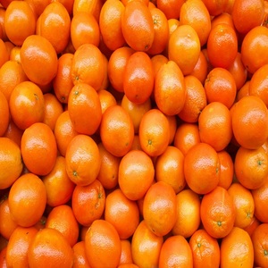 Naranjas Valencia Frescas de Primera Calidad en Venta, Precios Accesibles, Naranjas Frescas y Dulces Empacadas para Exportación - Product Image 3