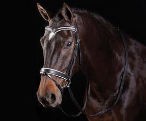 Brida de caballo de cuero genuino Fabricante Brida de caballo de cuero genuino colorido de lujo en India - Product Image 6