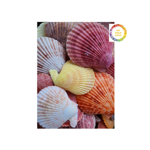 Auténticas conchas de Vieiras de Vietnam secadas al sol y listas para usar, ideales para proyectos de arte DIY y decoración temática del océano - Product Image 5