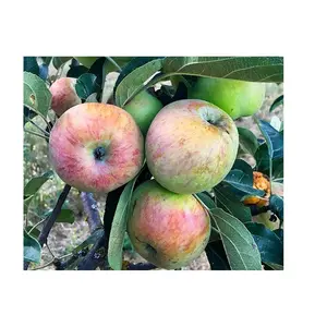 Best Quality Fruit Gravenstein Red Apples | Fresh Gravenstein Apples Fresh Stock Bulk Wholesale Exports