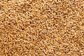 Grains de blé de qualité Prix Offre Spéciale Grains de blé entier séchés biologiques 25 & 50Kgs Sacs - Product Image 4