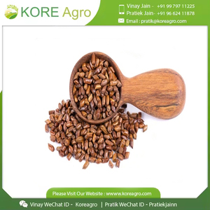 Usine de graines de Cassia Tora cultivées à l'état sauvage de haute qualité vente en gros d'herbes traditionnelles indiennes en vrac dans un emballage en tambour - Product Image 5