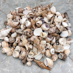 Authentiques coquillages assortis objets de collection décor côtier thème de la plage coquillages pour décor de restaurant d'hôtel à la maison - Product Image 2
