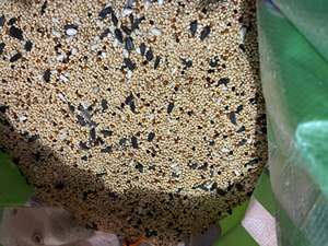 Graines de canaris en vrac / Fournisseur de graines pour oiseaux / Alimentation pour oiseaux OEM / Nourriture pour oiseaux de compagnie / Graines pour oiseaux sauvages - Graines pour oiseaux naturelles écologiques 25-50 kg - Product Image 6