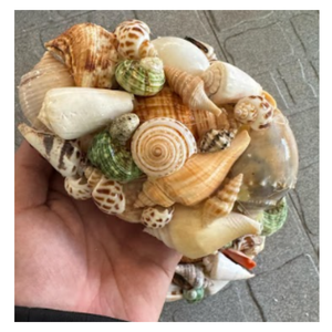 เปลือกหอยเล็กชายหาดผสมสำหรับทำสบู่และของตกแต่งเรซินอีพ็อกซี่ - Product Image 1