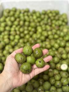 DRACONTOMELON TOUT NATUREL CONGELÉ/SANS ADDITIFS/PRÊT POUR LES BOISSONS FONCTIONNELLES INFUSIONS D'HERBES ET EMBALLAGE AU DÉTAIL MONDIAL - Product Image 3