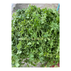 ชาสมุนไพรแตงโมขมแห้งสมุนไพรชาจากแตงขม - Product Image 6