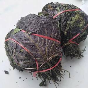 Té de Hoja de Perilla Seca de Suministro de Fábrica para Té de Capullo de Perilla en Polvo, Sin Saborizantes Artificiales, Vietnam - Product Image 6