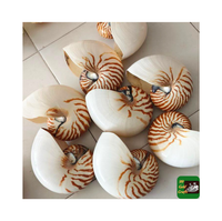 Coquillages de mer Nautilus Offre Spéciale de haute qualité avec/sans coquille de mer d'ormeau naturel poli pour la décoration de la maison de bonne qualité