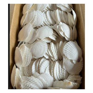 Conchas de vieira decorativas de Vietnam para bodas y mesas de eventos - Product Image 2