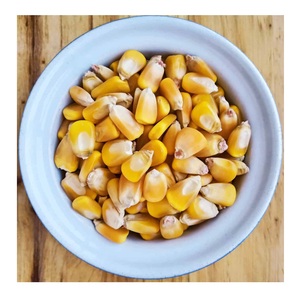 ข้าวโพดข้าวโพดสีเหลืองแบบไม่ใช้ GMO ข้าวโพดสีเหลืองและข้าวโพดสีขาว/อากาศแห้งข้าวโพดสีเหลือง - Product Image 3