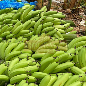 Banane Cavendish verte, produits tropicaux de première qualité pour les marchés de gros mondiaux, certificats complets, approvisionnement stable, prix compétitifs - Product Image 3