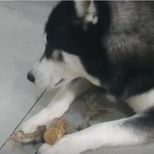 2023 calidad superior gran oferta respetuoso con el medio ambiente café masticar perro de madera juguete con cuerda superventas en Vietnam - Product Image 6