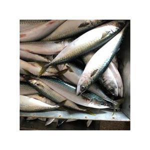 Selección superior de pescado barracuda congelado a precio de descuento para compradores comerciales a gran escala - Product Image 5