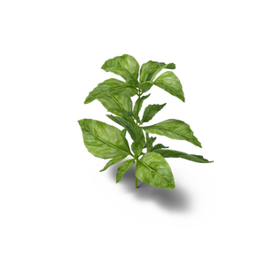 Huile de basilic | Huile organique Ocimum basilicum | Huile de basilic doux-Huile essentielle distillée à la vapeur de meilleure qualité-Pure et naturelle - Product Image 1